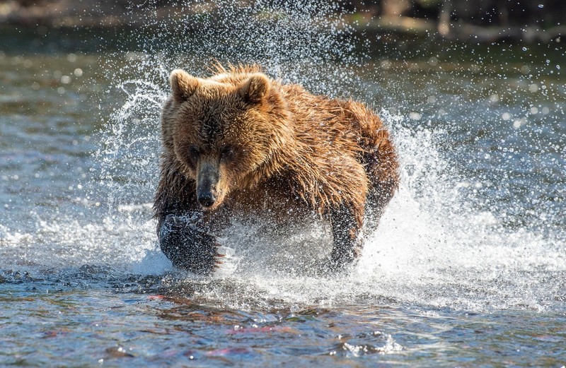 Kamchatka Brown Bear Watching Tour | Book Online