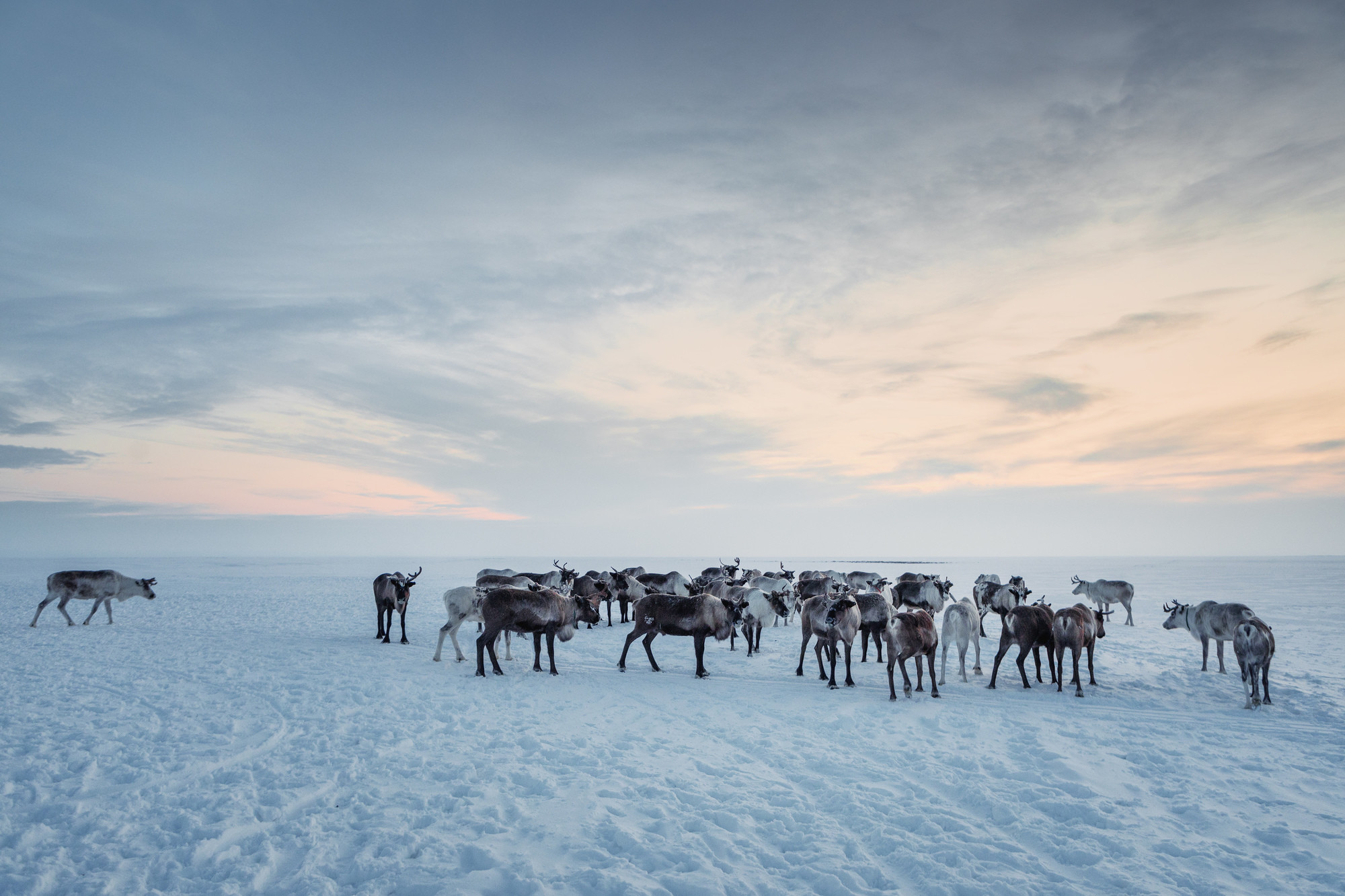 Yamal Travel Package 2020 — Reindeer Tour with RussiaDiscovery