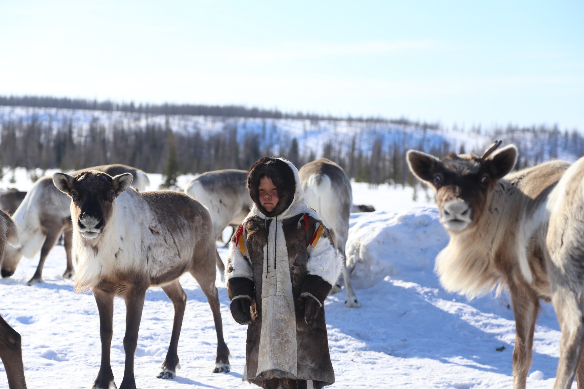 Yamal Travel Package 2021 — Reindeer Tour with RussiaDiscovery